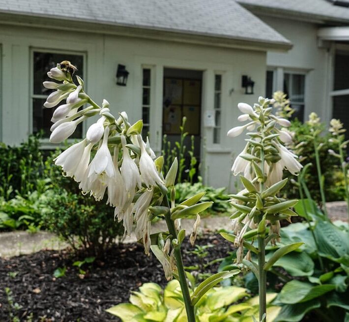the cottage